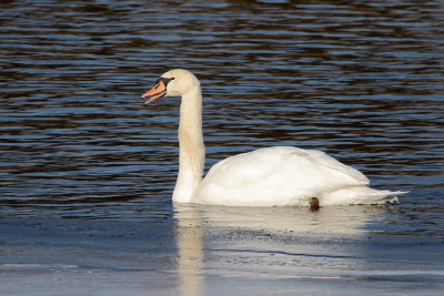 Swan on Ice