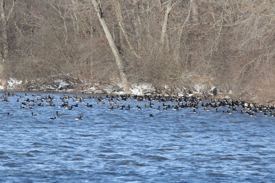 Goose Gathering