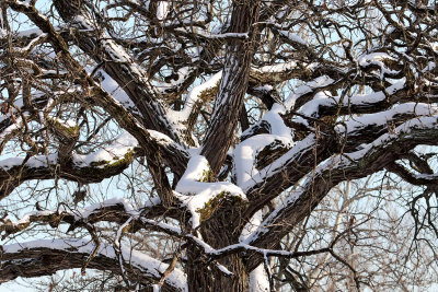 Snow Oak