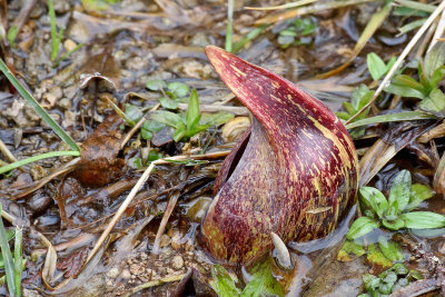 Winter Wildflower