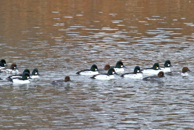 Ducks in a Row