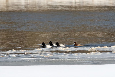 Some Scaup