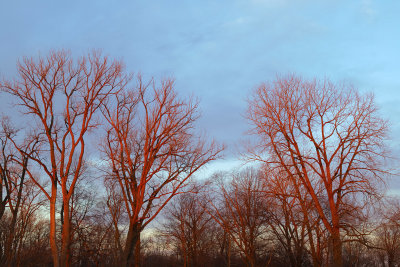 Leafless at Sunset