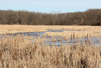 Winter Wetland