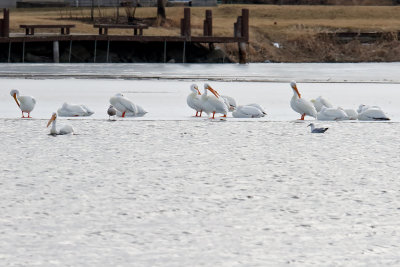 Pelicans on Ice