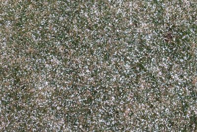 Graupel in the Grass