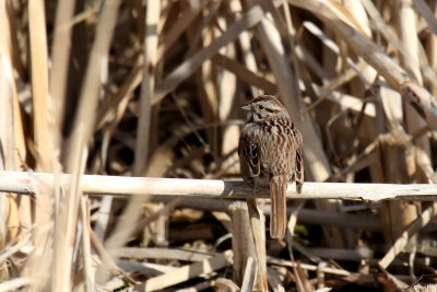 Wetland Perch