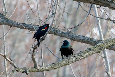 Two Blackbirds