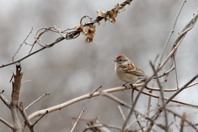 Low Perch