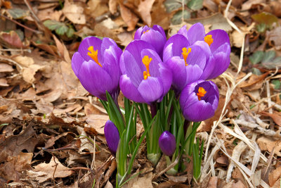 Beautiful Bouquet 