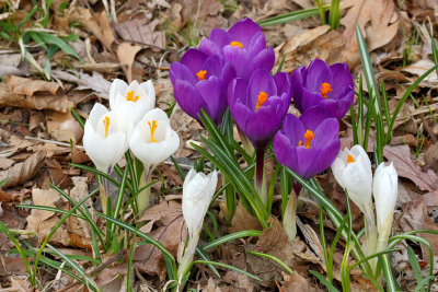 Flowering Past Fall