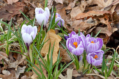 Flowers of Spring