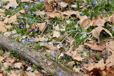 Blue Carpeting