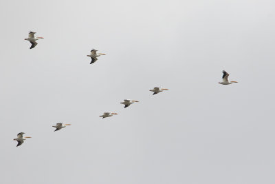 Pelicans Passing