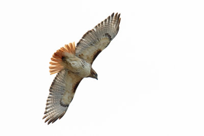 Hawk Overhead