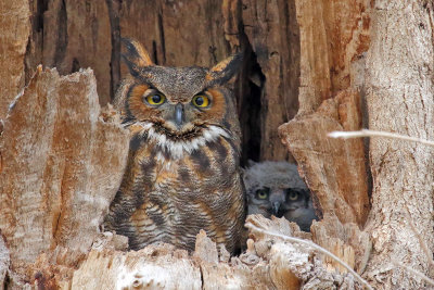 Big and Little Owls