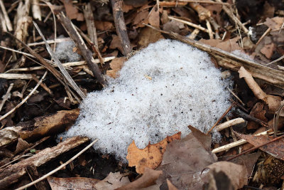 Fungus in the Forest