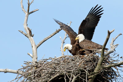 Eagle Parents
