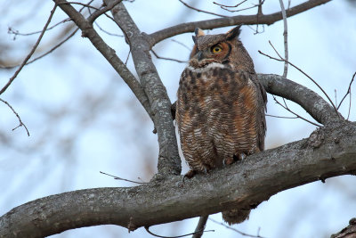 Matriarch of the Forest