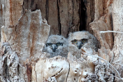 Two Little Owls