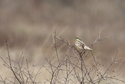 Spring Song