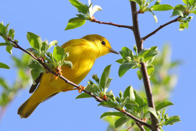 Warbler Time