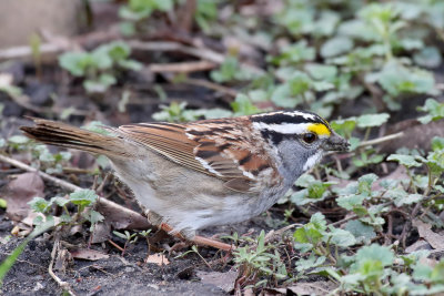 Feeding on the Floor