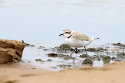 Plover on the Move