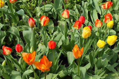 Time for Tulips