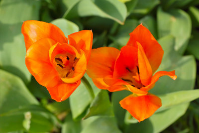 Tulips in Two
