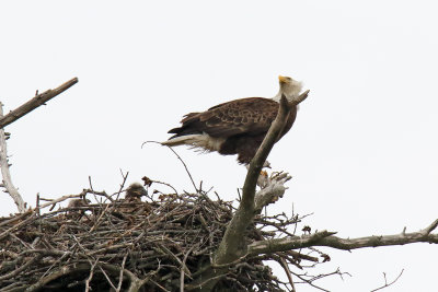 Eaglets Watching