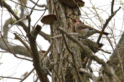 Tree Patrol