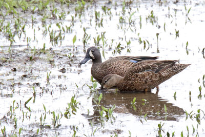 Dabbling Ducks