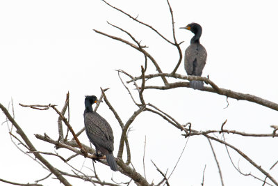 Perched on the River