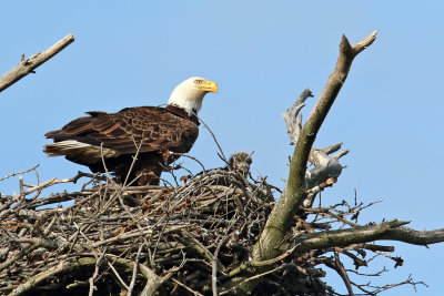 Eagle and Eaglet