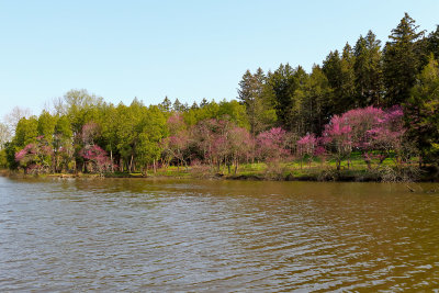 Pink Shore