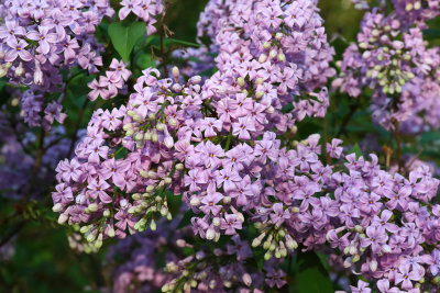 Lilacs in May