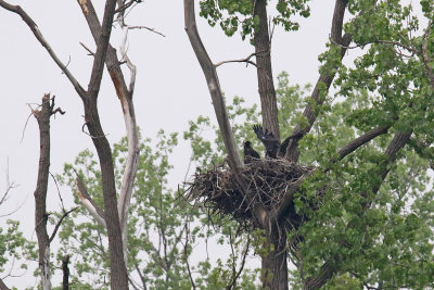 Flapping More