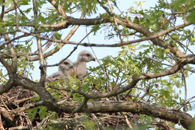 Small Hawks