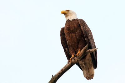 Regal Eagle