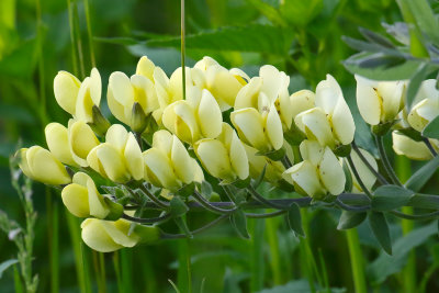 May on the Prairie