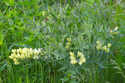 Early Prairie Wildflower