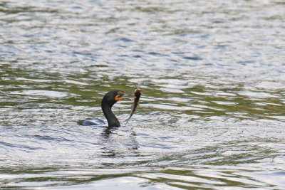 Cormorant with a Catch