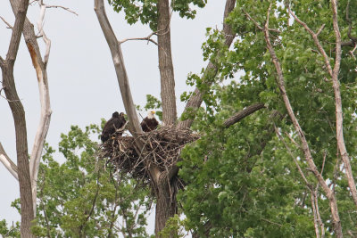 Two Eaglets