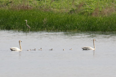 Getting Your Cygnets in a Row