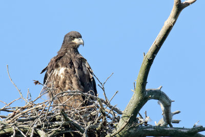 Tall in the Nest