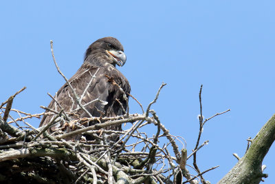 Looking Eagle