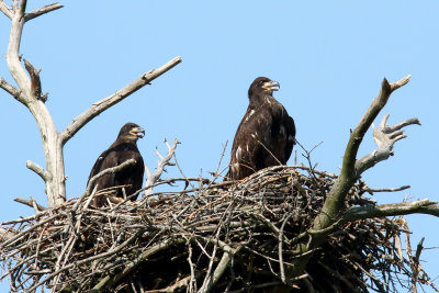 Sibling Raptors