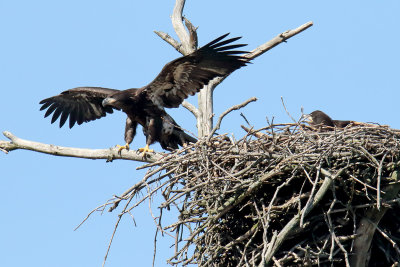 Next Step in Learning to Fly