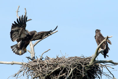 Learning to Land